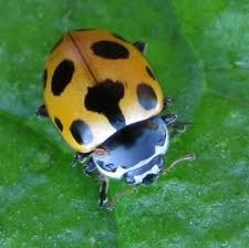 Attēlu rezultāti vaicājumam “Hippodamia notata”