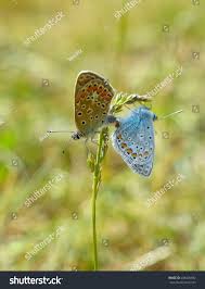 Attēlu rezultāti vaicājumam “Plebejus argus male”