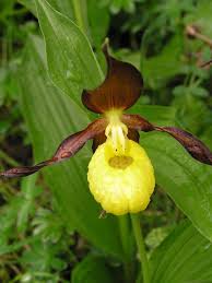 Attēlu rezultāti vaicājumam “Cypripedium calceolus flower”