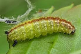 Attēlu rezultāti vaicājumam “Cnaemidophorus rhododactyla”