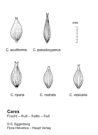 Attēlu rezultāti vaicājumam “Carex acutiformis fruit”