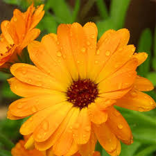 Attēlu rezultāti vaicājumam “Calendula officinalis flower”