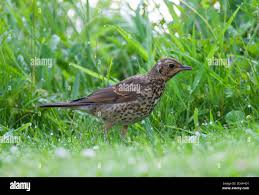 Attēlu rezultāti vaicājumam “Turdus philomelos juvenile”