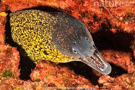 Image result for Muraena helena