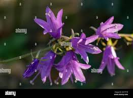 Image result for Campanula rapunculus