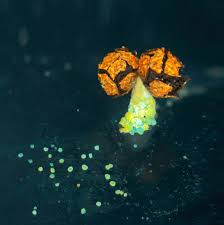 Attēlu rezultāti vaicājumam “Physarum murinum spores”