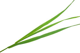 Attēlu rezultāti vaicājumam “Elytrigia repens leaf”