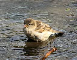 Image result for Passer domesticus