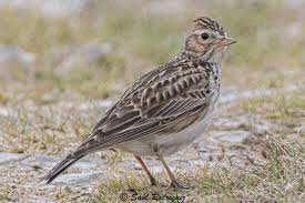 Image result for Alauda arvensis