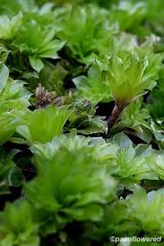 Attēlu rezultāti vaicājumam “Rhodobryum roseum”