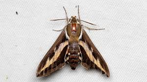 Attēlu rezultāti vaicājumam “Hyles gallii imago”