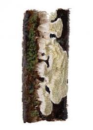 Attēlu rezultāti vaicājumam “Antrodia albida”