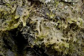 Attēlu rezultāti vaicājumam “Neckera pennata”