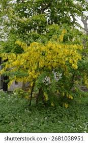 Attēlu rezultāti vaicājumam “Laburnum alpinum”