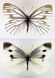 Attēlu rezultāti vaicājumam “Pieris napi male”