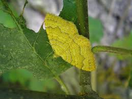 Attēlu rezultāti vaicājumam “Camptogramma bilineata”