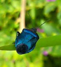 Attēlu rezultāti vaicājumam “Zicrona caerulea nymph”