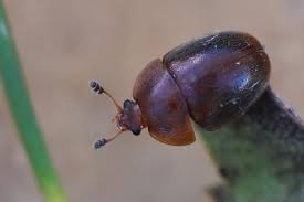 Attēlu rezultāti vaicājumam “Cychramus luteus”