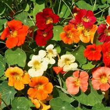 Attēlu rezultāti vaicājumam “Tropaeolum majus bud”