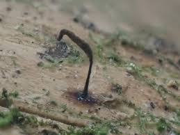 Attēlu rezultāti vaicājumam “Comatricha fragilis”