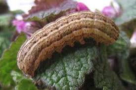 Attēlu rezultāti vaicājumam “Cryptocala chardinyi”