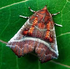 Attēlu rezultāti vaicājumam “Scoliopteryx libatrix”