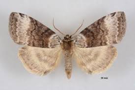 Attēlu rezultāti vaicājumam “Tetheella fluctuosa”