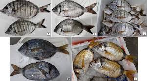 Image result for Diplodus puntazzo