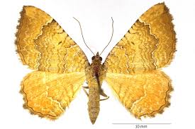 Attēlu rezultāti vaicājumam “Camptogramma bilineata”