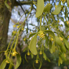 Attēlu rezultāti vaicājumam “Santalaceae”