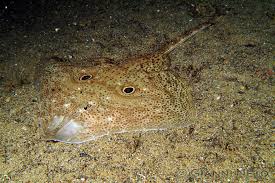 Image result for Raja polystigma