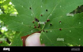 Attēlu rezultāti vaicājumam “Vasates quadripedes”