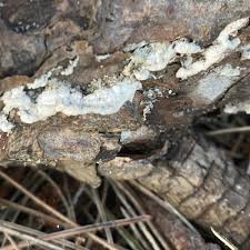 Attēlu rezultāti vaicājumam “Phlebiopsis gigantea”