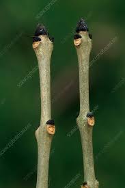 Attēlu rezultāti vaicājumam “Fraxinus excelsior bud”