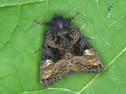 Attēlu rezultāti vaicājumam “Euplexia lucipara”