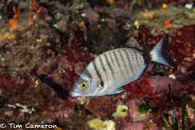 Image result for Diplodus puntazzo