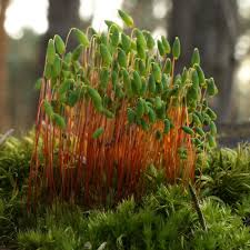 Attēlu rezultāti vaicājumam “Pohlia nutans”