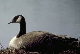 Attēlu rezultāti vaicājumam “Branta canadensis”