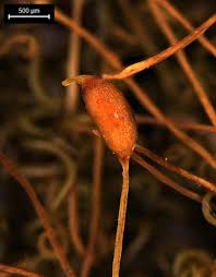 Attēlu rezultāti vaicājumam “Dicranella schreberiana sporophyte”