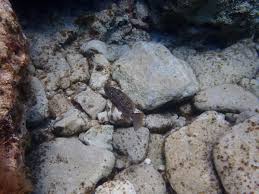 Image result for Mycteroperca rubra