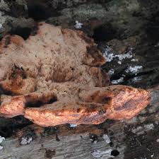 Attēlu rezultāti vaicājumam “Laurilia sulcata”