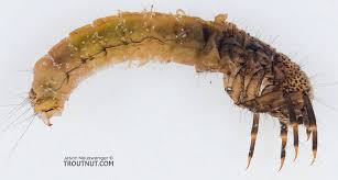 Attēlu rezultāti vaicājumam “Limnephilus larva”