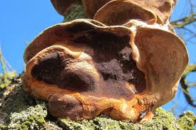 Attēlu rezultāti vaicājumam “Phellinus pomaceus”