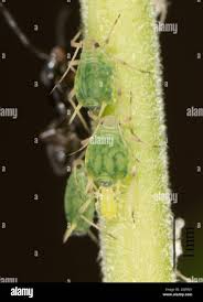 Attēlu rezultāti vaicājumam “Aphis farinosa”