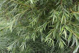 Attēlu rezultāti vaicājumam “Salix fragilis”