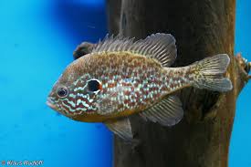 Image result for Lepomis gibbosus