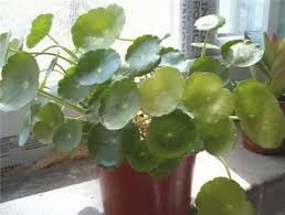 「香菇草」的圖片搜尋結果