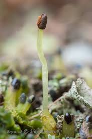 Attēlu rezultāti vaicājumam “Aneura pinguis”