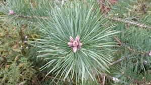 Attēlu rezultāti vaicājumam “Pinus sylvestris fruit”