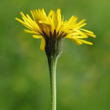 Attēlu rezultāti vaicājumam “Leontodon hispidus”